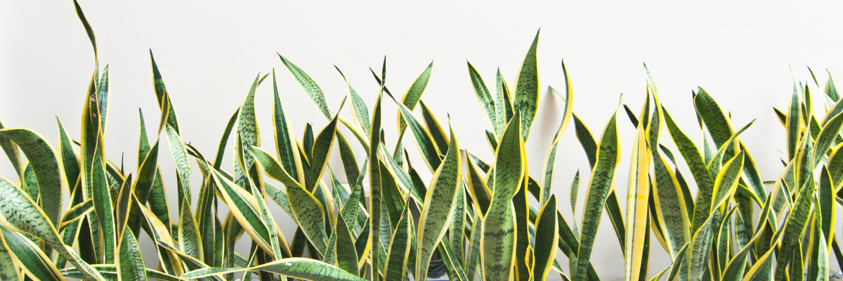 luxury plants in townhomes