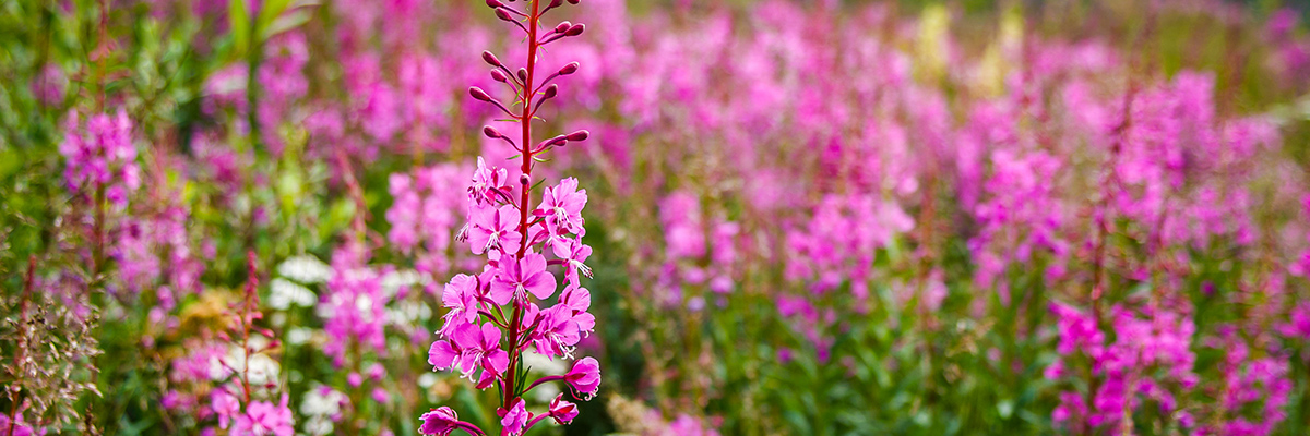 spring wildflowers in utah mountains