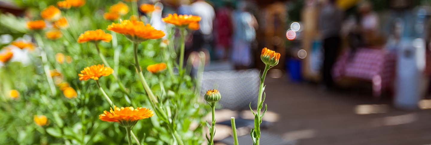 Farmers market with flowers in foreground