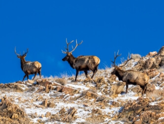 Wildlife Shoreline Park City, Utah